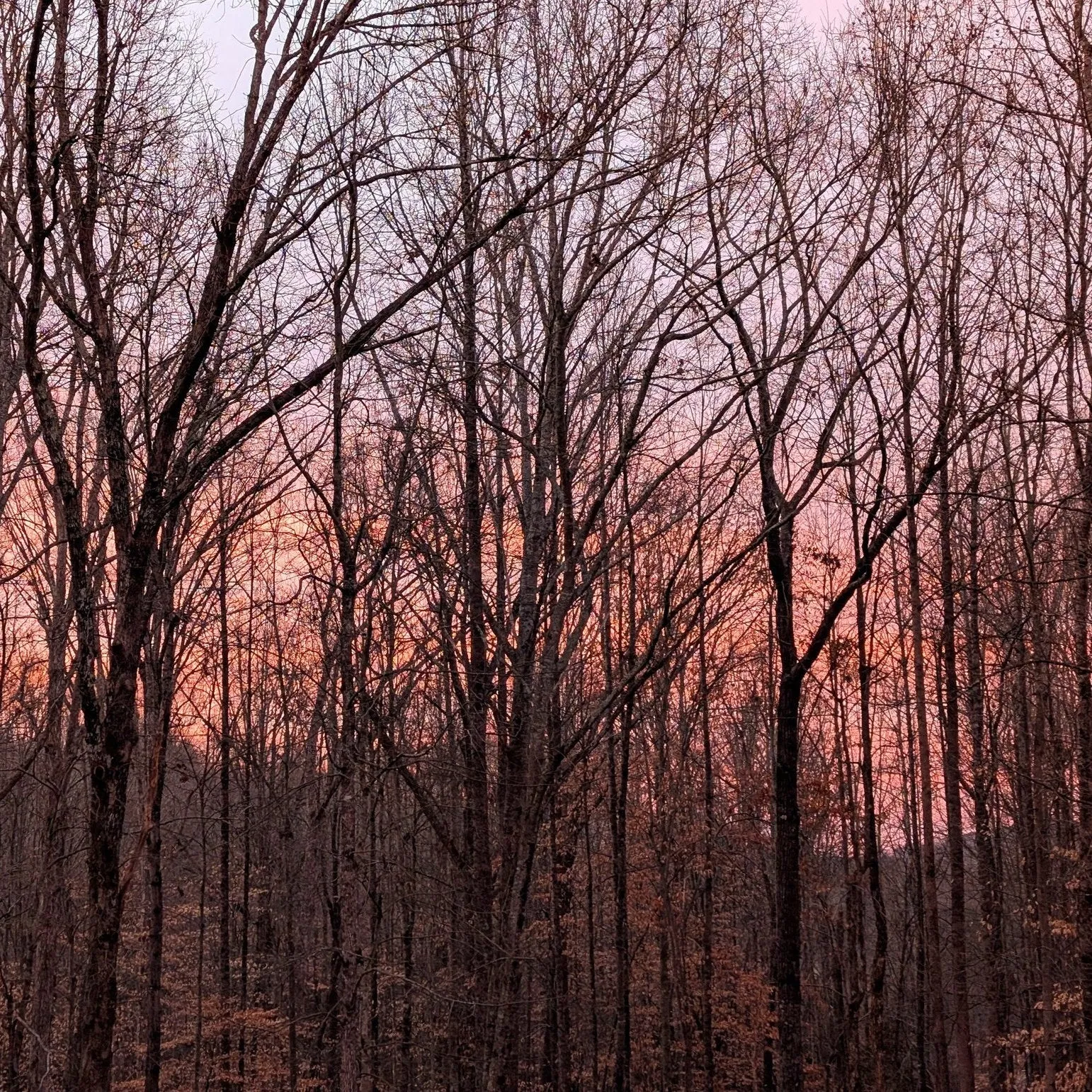DAWN CHORUS - MULTIPURPOSE BLUSH (Cheek/Eye Safe)